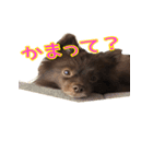 ラクちゃんとの日常 vol.1（個別スタンプ：10）