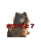 ラクちゃんとの日常 vol.1（個別スタンプ：11）