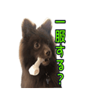 ラクちゃんとの日常 vol.1（個別スタンプ：15）