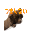 ラクちゃんとの日常 vol.1（個別スタンプ：16）