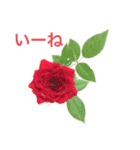 薔薇好きpotスタンプ6（個別スタンプ：3）