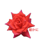 薔薇好きpotスタンプ6（個別スタンプ：4）