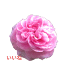 薔薇好きpotスタンプ6（個別スタンプ：5）
