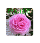 薔薇好きpotスタンプ6（個別スタンプ：6）