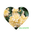 薔薇好きpotスタンプ6（個別スタンプ：7）