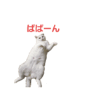 おスコのきなこ（個別スタンプ：1）