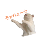 おスコのきなこ（個別スタンプ：2）