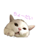 おスコのきなこ（個別スタンプ：8）
