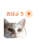 おスコのきなこ（個別スタンプ：11）