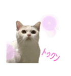 おスコのきなこ（個別スタンプ：14）