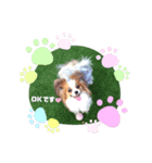 パピヨン クララ＆レイナ（個別スタンプ：3）
