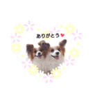 パピヨン クララ＆レイナ（個別スタンプ：8）