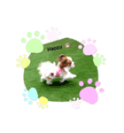 パピヨン クララ＆レイナ2（個別スタンプ：1）