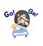 パピヨン クララ＆レイナ2（個別スタンプ：3）