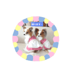 パピヨン クララ＆レイナ2（個別スタンプ：4）