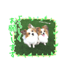 パピヨン クララ＆レイナ2（個別スタンプ：8）