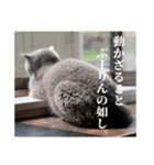 まいきゃっと甲府 スタンプ第2弾♪（個別スタンプ：16）