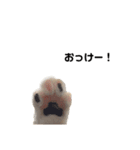 moco the cat（個別スタンプ：1）