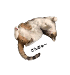 moco the cat（個別スタンプ：2）