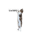 moco the cat（個別スタンプ：3）