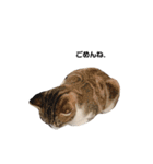 moco the cat（個別スタンプ：4）