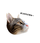 moco the cat（個別スタンプ：5）