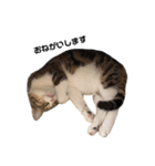moco the cat（個別スタンプ：7）