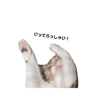 moco the cat（個別スタンプ：8）