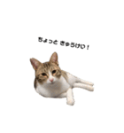 moco the cat（個別スタンプ：9）