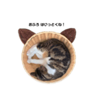 moco the cat（個別スタンプ：11）