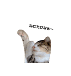 moco the cat（個別スタンプ：12）