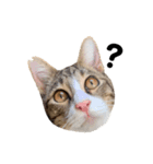 moco the cat（個別スタンプ：13）