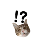 moco the cat（個別スタンプ：14）