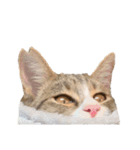 moco the cat（個別スタンプ：15）