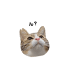 moco the cat（個別スタンプ：16）