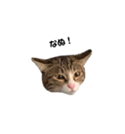 moco the cat（個別スタンプ：17）