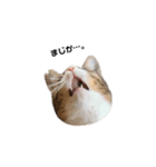 moco the cat（個別スタンプ：18）