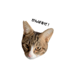 moco the cat（個別スタンプ：20）