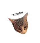 moco the cat（個別スタンプ：22）