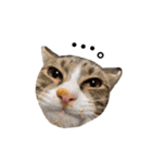 moco the cat（個別スタンプ：23）
