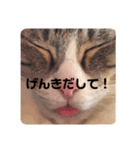 moco the cat（個別スタンプ：24）