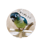 わがやのチョコミント②（個別スタンプ：2）