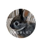 わがやのチョコミント②（個別スタンプ：5）
