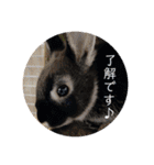 わがやのチョコミント②（個別スタンプ：10）