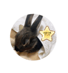 わがやのチョコミント②（個別スタンプ：27）