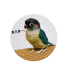 わがやのチョコミント②（個別スタンプ：31）