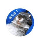 わがやのチョコミント②（個別スタンプ：32）