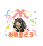 ダックスのダウルとたまにぼんこ（個別スタンプ：3）