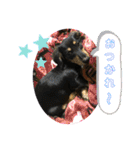 ダックスのダウルとたまにぼんこ（個別スタンプ：5）