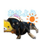 ダックスのダウルとたまにぼんこ（個別スタンプ：10）